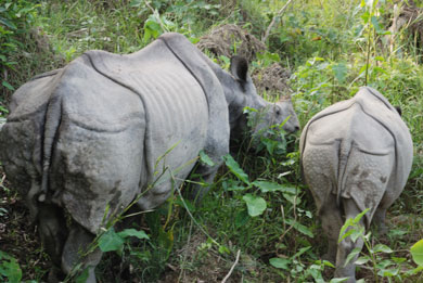 Jungle Safari & Bird Watching